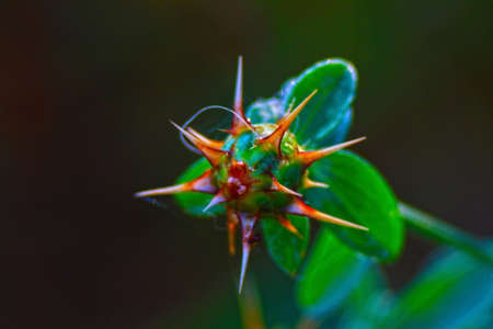 thorny plantsの写真素材