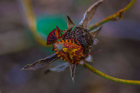 bug on dried flowerの写真素材