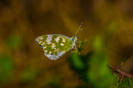 little butterfly in a meadow