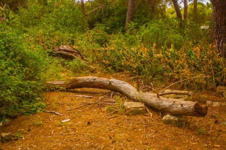 dry pine trunk