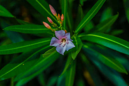 oleander flower
