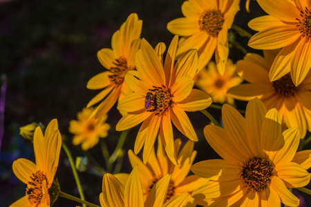 explosion of colors in the flower beds