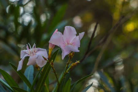 oleander flowers