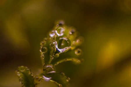 drops in the meadow with blur background.の写真素材