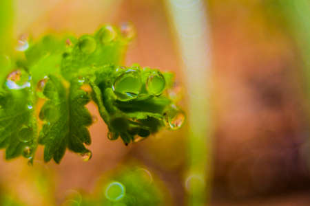 dew on leaf with blur background.の写真素材