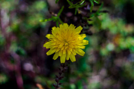 dandelion flower with blur background.