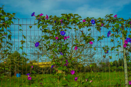 flowered fence background.の写真素材