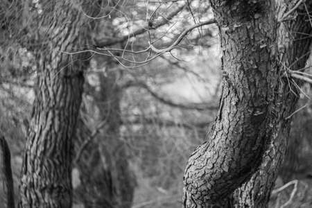 Black and white forest view background.