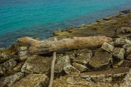 dry trunk on the cliff