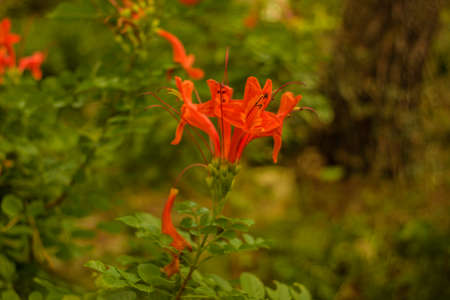 the flora of the park with blur background.の写真素材