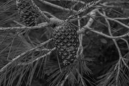 winter in the pine forestの写真素材