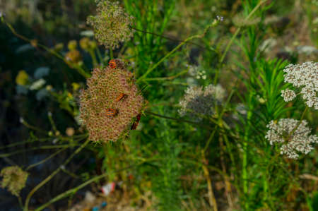 insects