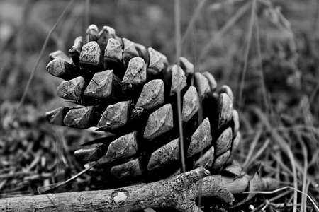 dry pine coneの写真素材