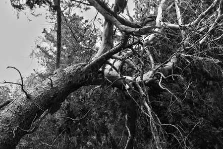 dry tree