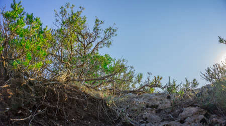Mediterranean scrub