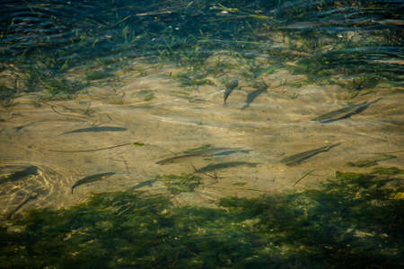 herd of mullet in the small sea of tarantoの写真素材