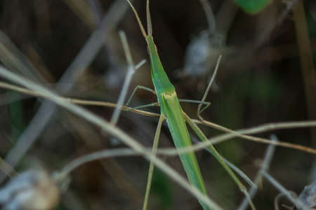 stick insect