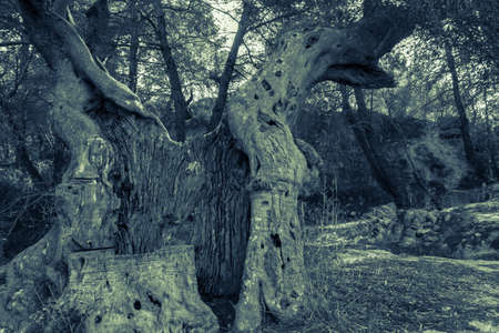 centenary olive tree