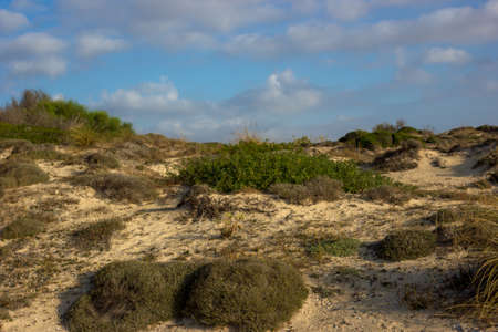 Mediterranean scrubの写真素材