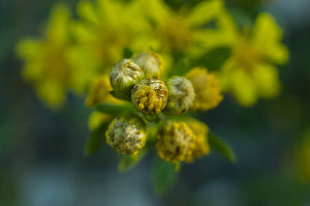 spontaneous vegetationの写真素材