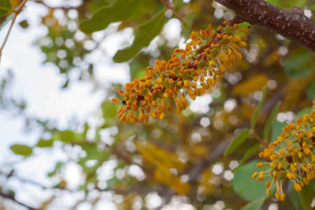 carob bloom