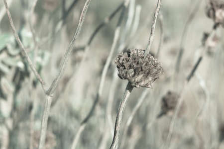 dry grassの写真素材