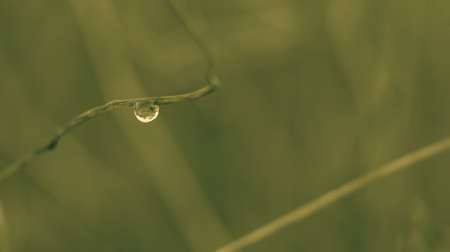 dew drop