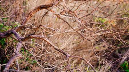 Mediterranean scrubの写真素材