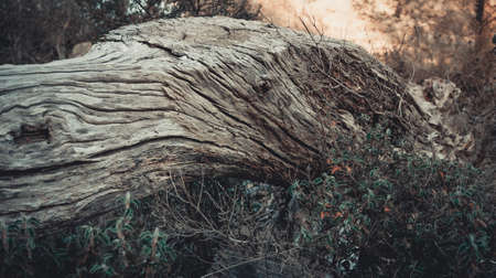 dry trunkの写真素材