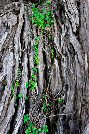 signs of agingの写真素材
