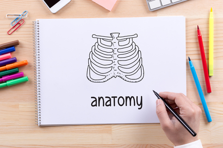 ANATOMY CONCEPTの写真素材