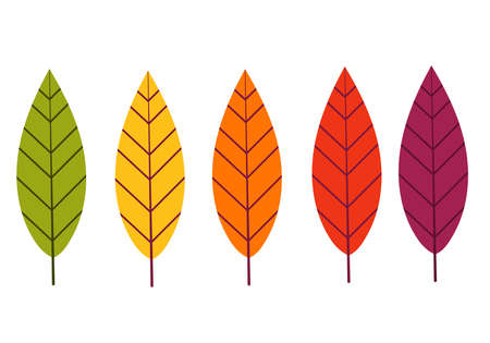 A set of autumn leaves of different colors on a white isolated background. Vector flat illustration.