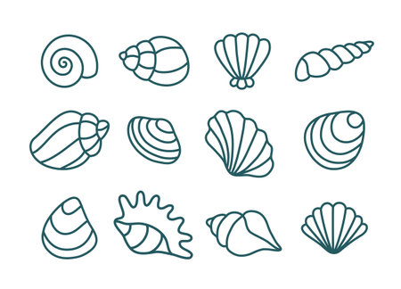 Set of various shells. vector linear illustration.のイラスト素材