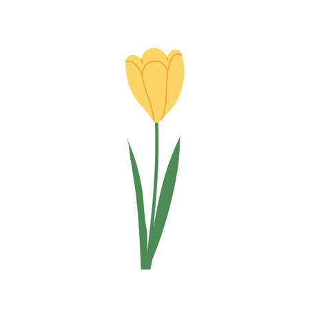 Yellow crocus with leaves isolated on white background. Hand drawn vector botanical illustration.のイラスト素材