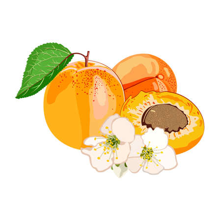 Vector isolated illustration of apricot.のイラスト素材