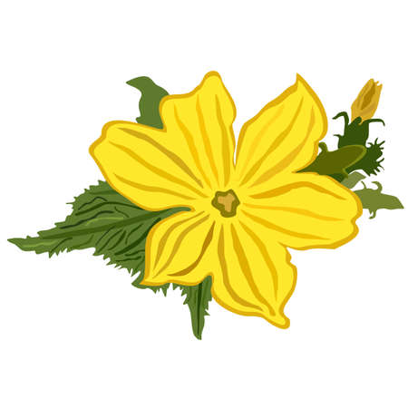 Vector isolated illustration of yellow cucumber flower with green leaves.のイラスト素材
