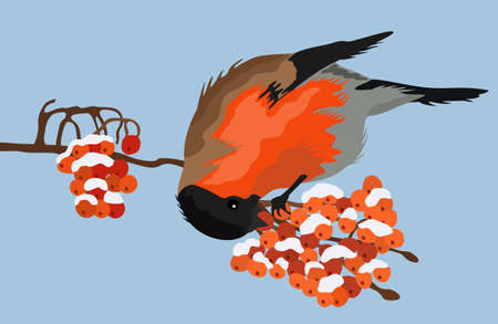 Vector illustration on bullfinch on the branch, eating ashberry. Winter concept. Light blue background.のイラスト素材