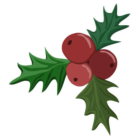 Holly. Christmas berry isolated on white background. New Year plant.のイラスト素材