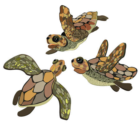 Vector isolated illustration of three sea turtles. Underwater life.