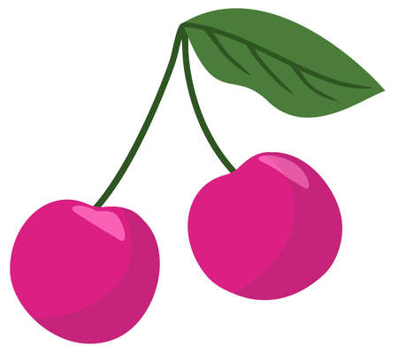 Vector isolated illustration of couple of cherries. Bright tasty sweet berries.