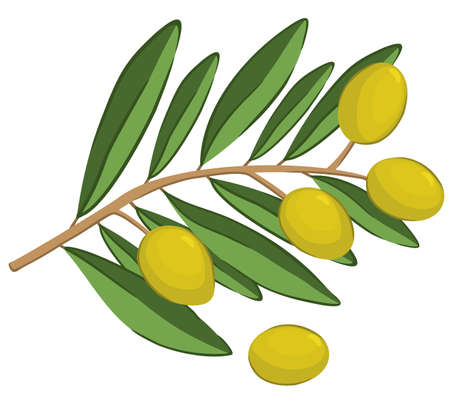Vector bright illustration of branch with olives isolated on white background.のイラスト素材