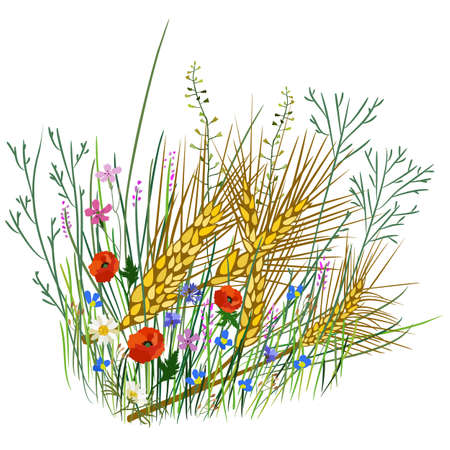 Vector rustic illustration of wheat, grass and wild flowers isolated on white background.のイラスト素材