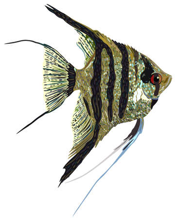 Vector illustration of decorative aquarium angelfish isolated on white background.