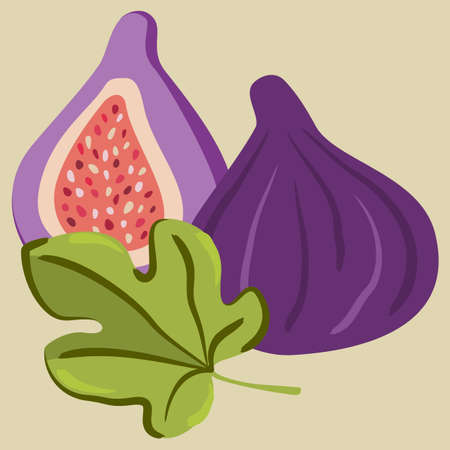 Vector illustration of figs on light yellow background. Half of fig, whole fig and leaf.のイラスト素材