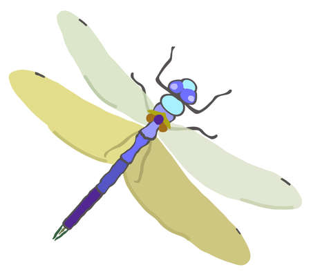 Vector simple illustration of dragonfly isolated on white background.のイラスト素材