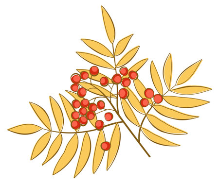 Autumnal bright ashberry branch isolated on white background. vector illustration. leaf fall.のイラスト素材