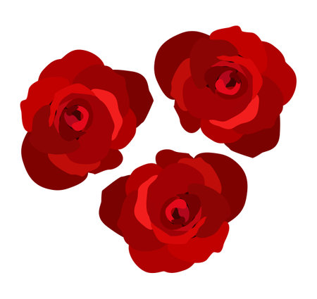 Three red roses. Vector isolated illustration.のイラスト素材