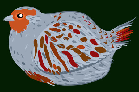 Vector illustration of sitting partridge isolated on dark green background.のイラスト素材