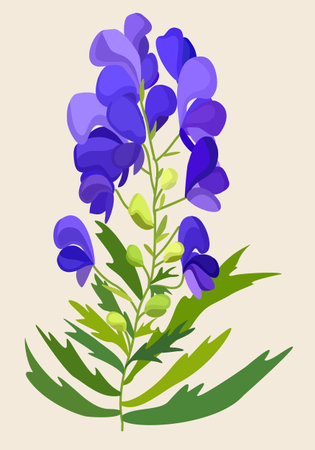 Vector illustration of blue aconite isolated on light background.のイラスト素材