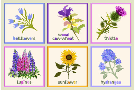 Vector collection of different plants with titles. Bellflowers, wood cow-wheat, thistle, lupines, sunflower, hydrangea.のイラスト素材